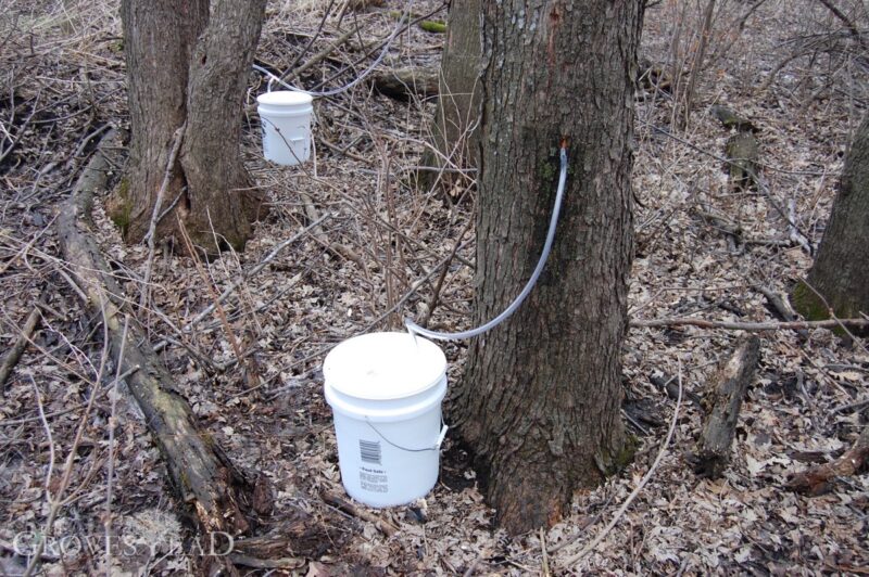 Collecting maple sap in buckets