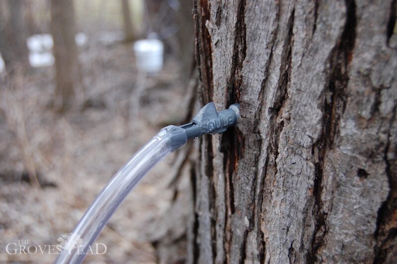 Tapping maple trees started early this year