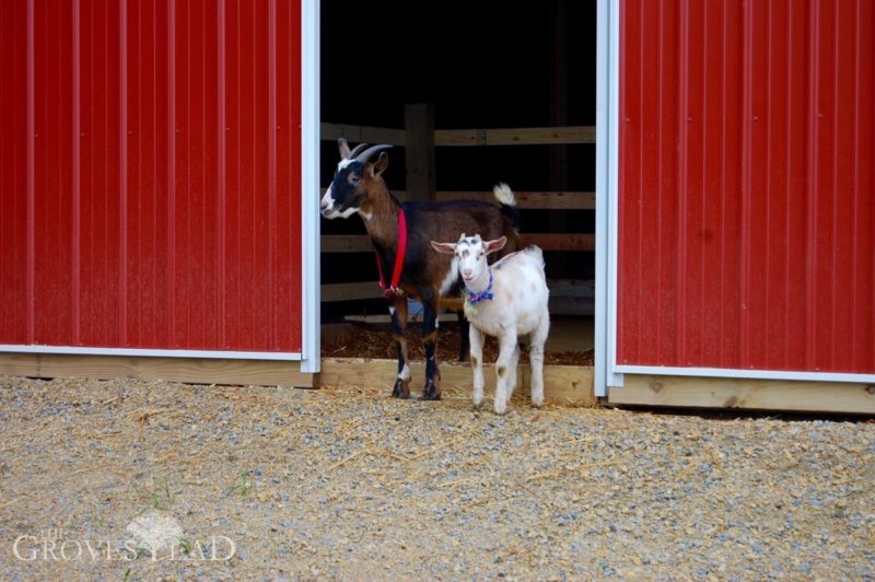 Welcome, goats!