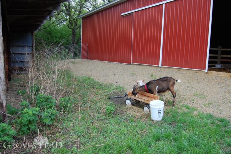 Goats out of the barn and foraging