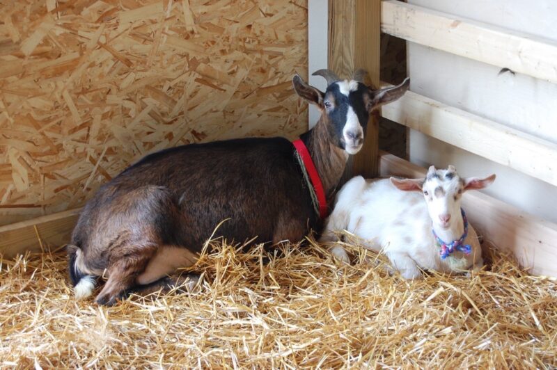 Goats resting in the stall
