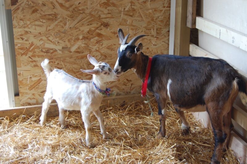 Nanny and kid goats in their stall