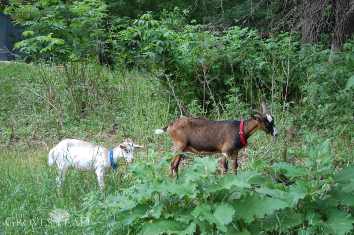 Goats eating down the weeds