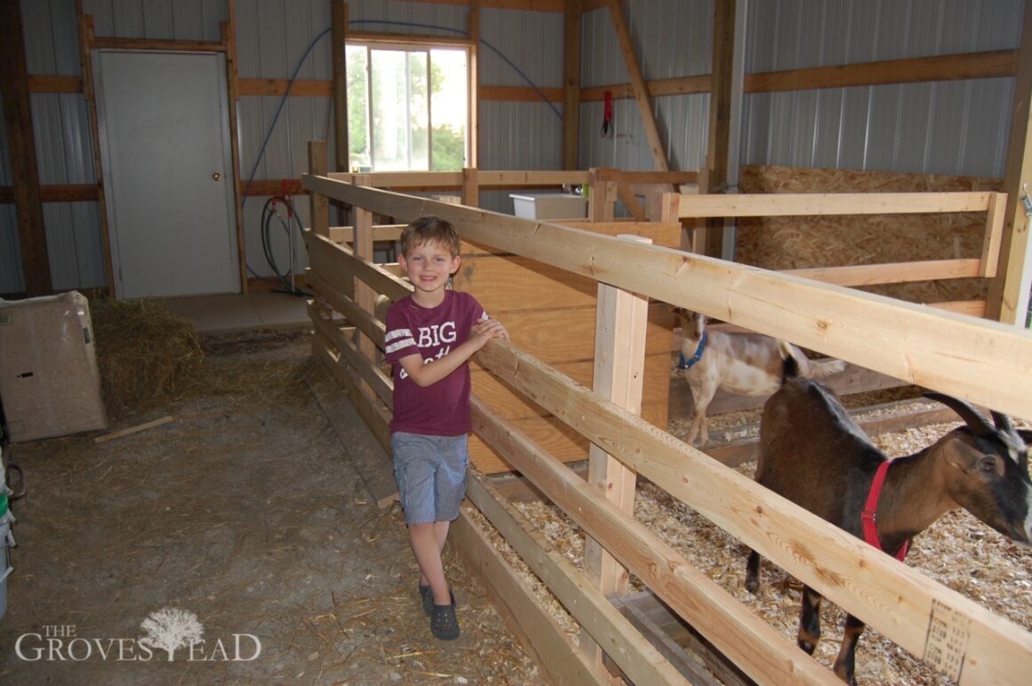 Farmer boy with the goats