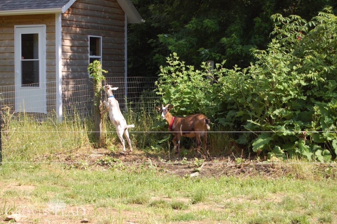 Resourceful goats reaching high up