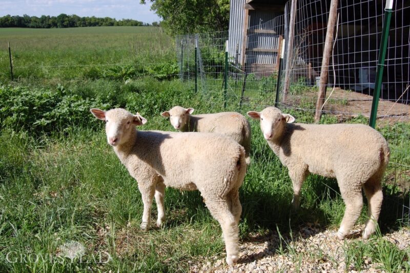 Lambs never far apart