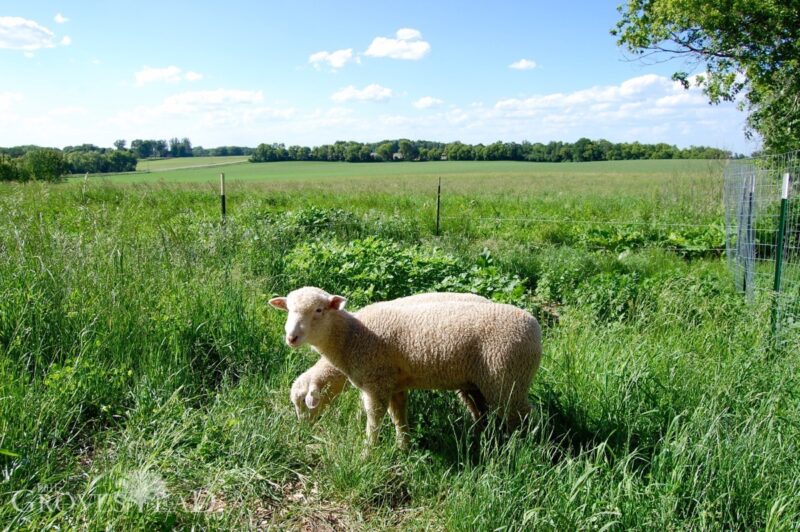 Lambs grazing in the pasture