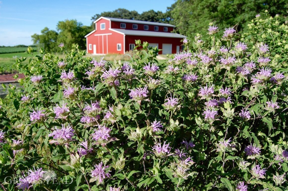 Beebalm in our Bee Friendly Garden