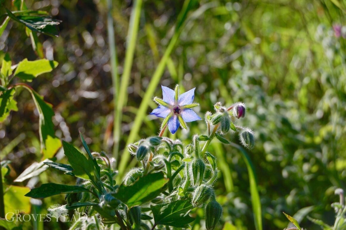 Borage in our Bee Friendly Garden