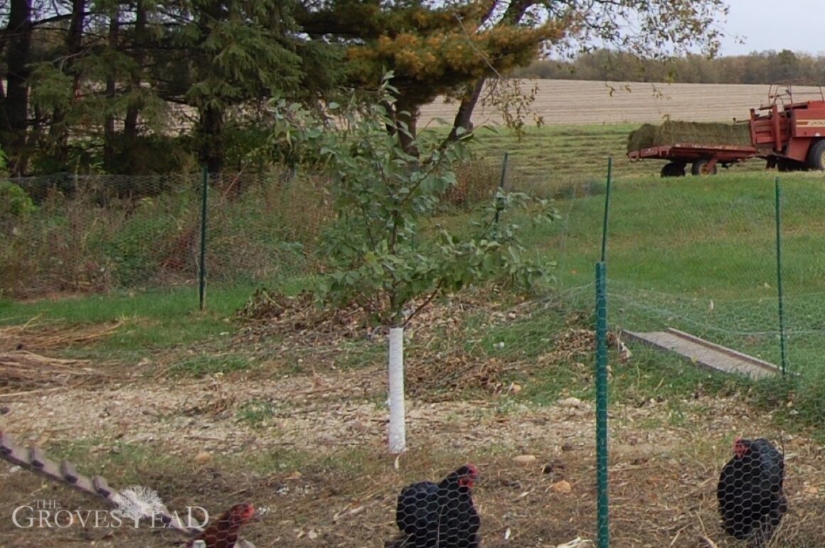 Cherry tree when planted last Fall