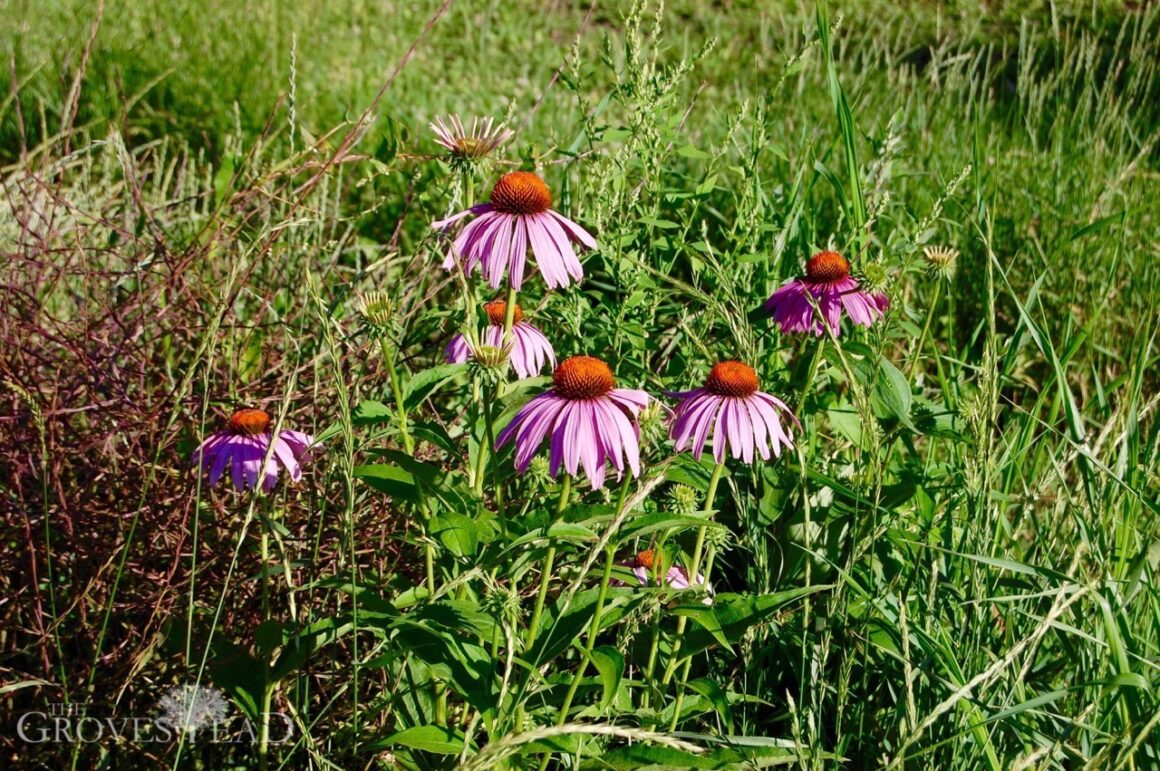 Purple Coneflower in our Bee Friendly Garden