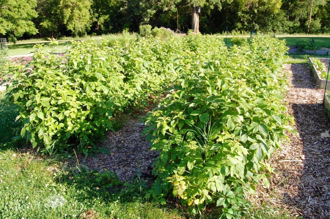 Raspberries