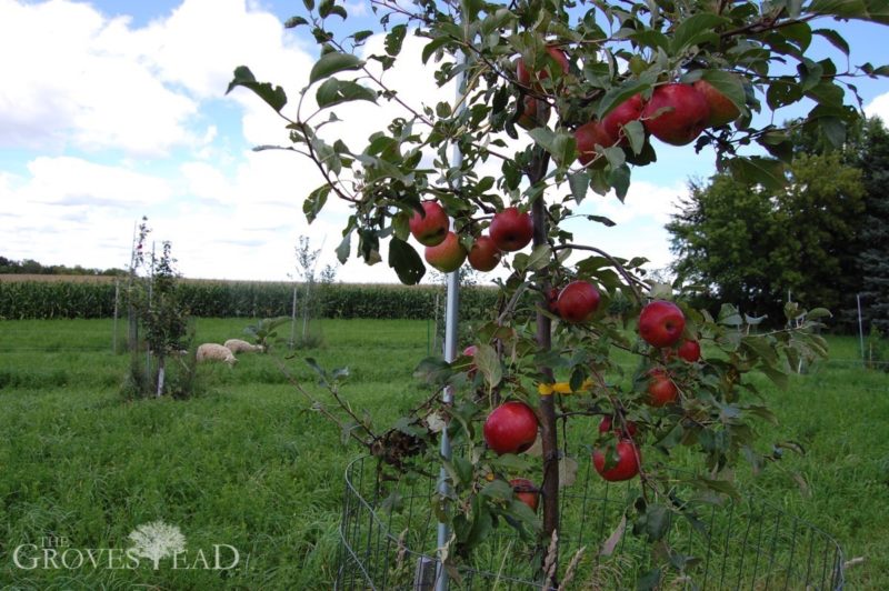 Sheep grazing in the background with apples in the foreground