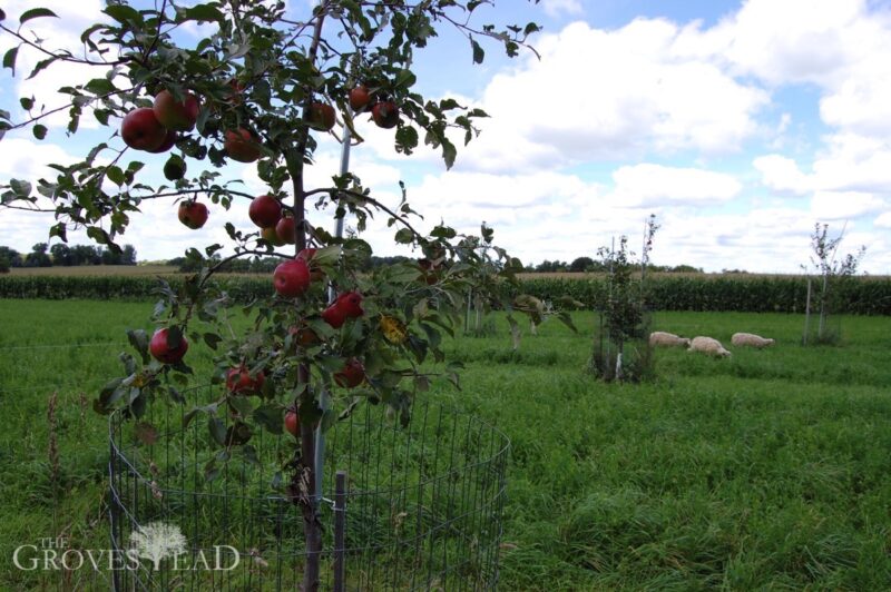 Sheep grazing among the apple trees