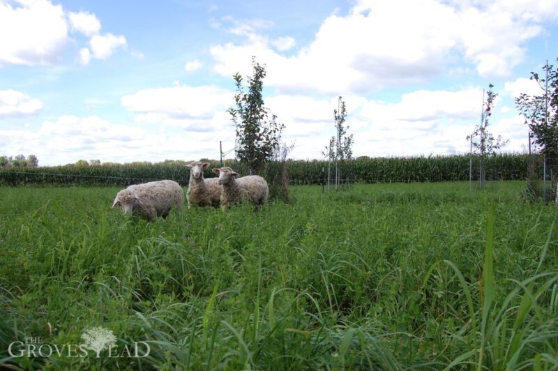Three sheep grazing