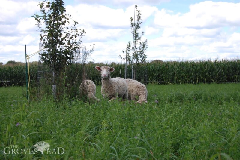 Two sheep grazing