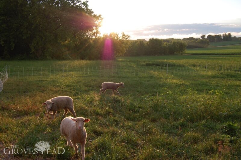 Managed Intensive Rotational Grazing: Sheep enjoying pasture at sunset