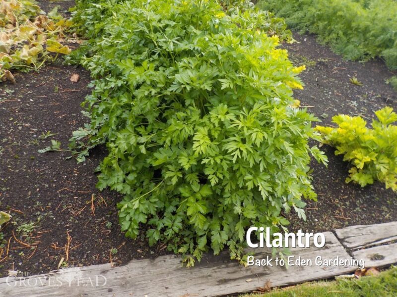 Cilantro - Back to Eden Gardening