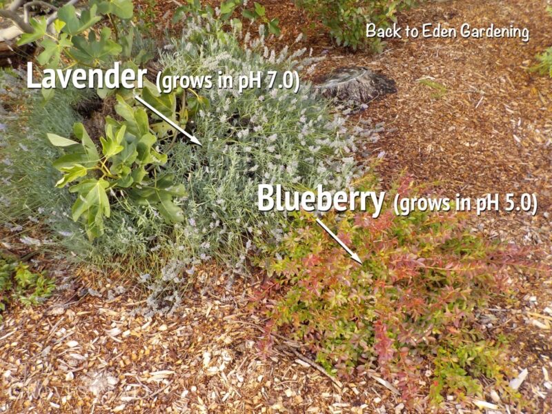 Lavender grows next to Blueberry in Back to Eden Garden