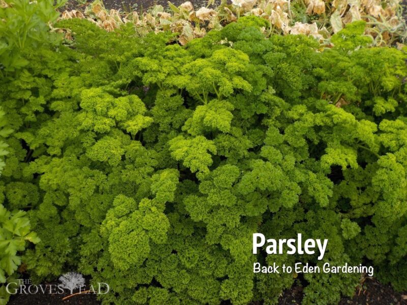 b2e_parsley