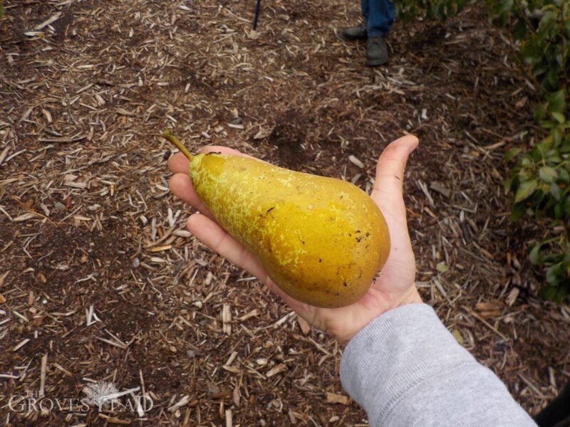 Giant pears at Paul Gautschi's Back to Eden Garden