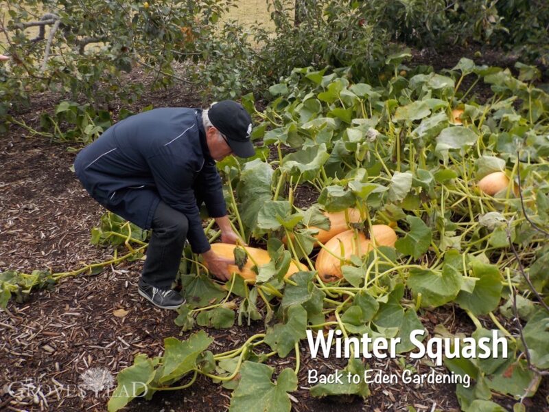 Winter Squash - Back to Eden Gardening