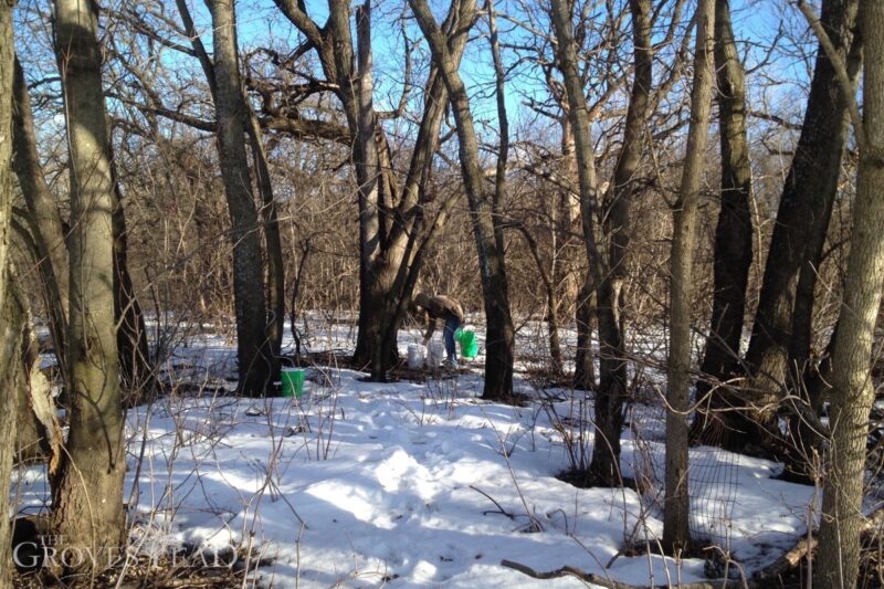 Checking on maple trees and sap collection