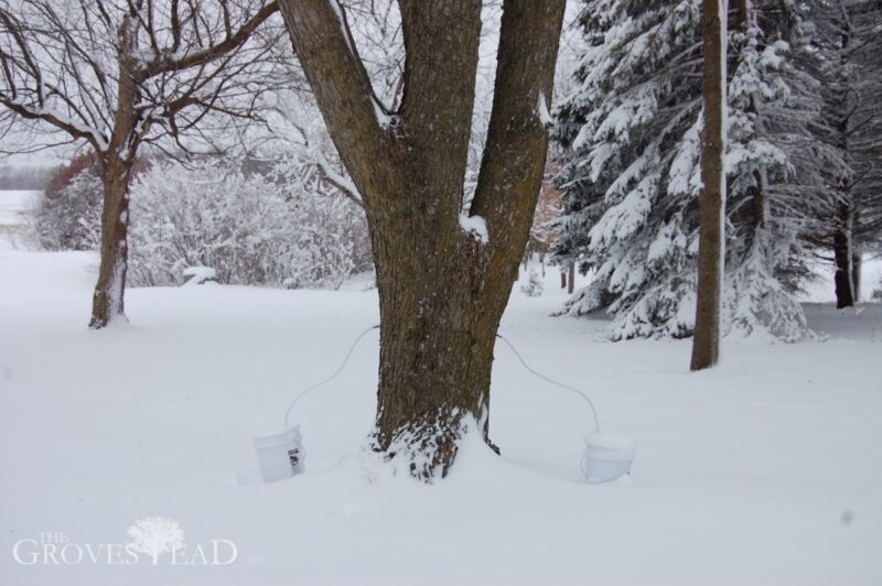Maple sap collecting in buckets