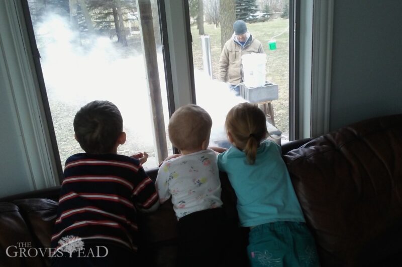Kids watching their dad evaporate maple sap