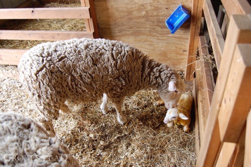 Little lamb minutes after birth