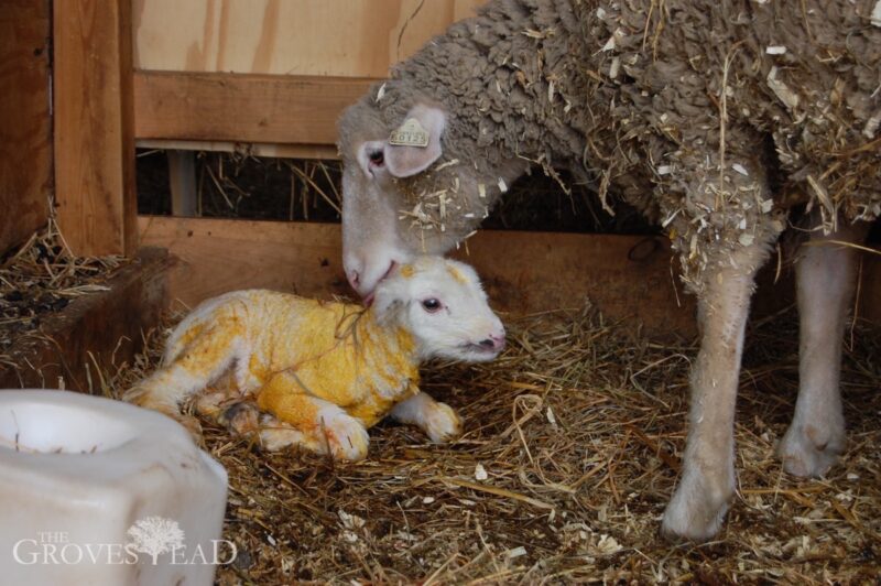 Mama sheep cleaning up her baby lamb
