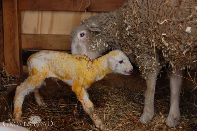 Baby lamb standing for the first time