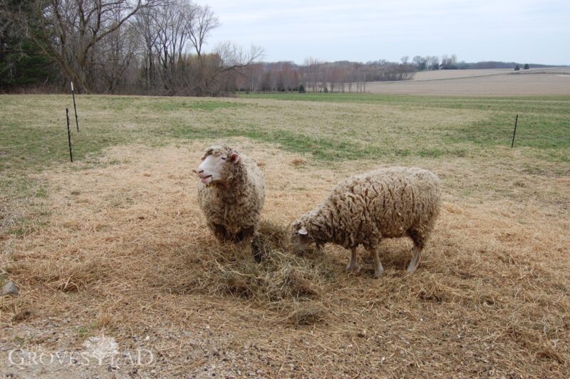 Other ewes outside