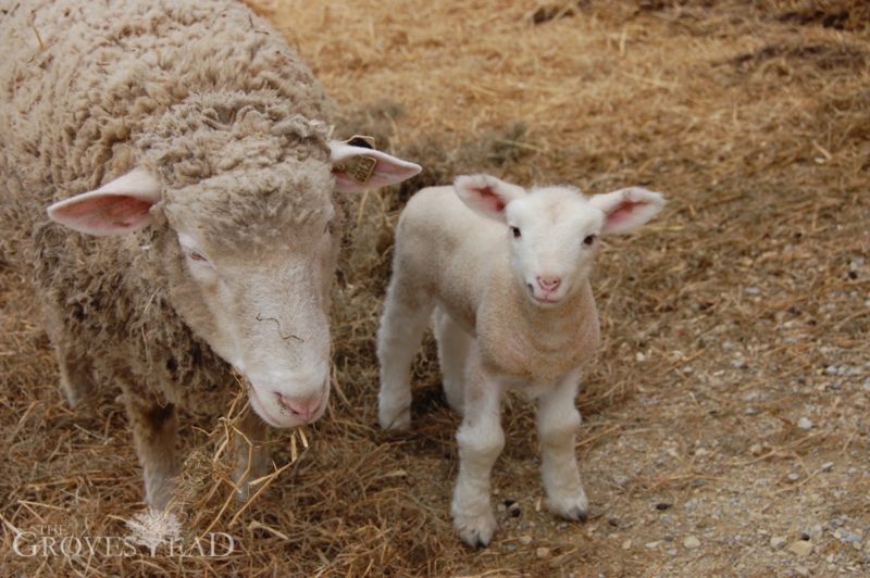 Baby lamb a few days old outside with mom