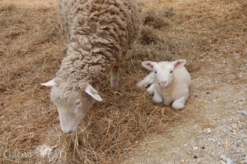 Baby lamb a few days old, relaxing with mom