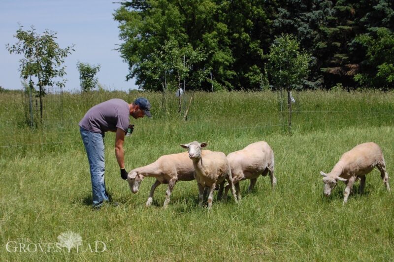 Flock of sheep in pasture