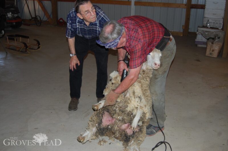 Shearing the sheep with Lloyd and Gary