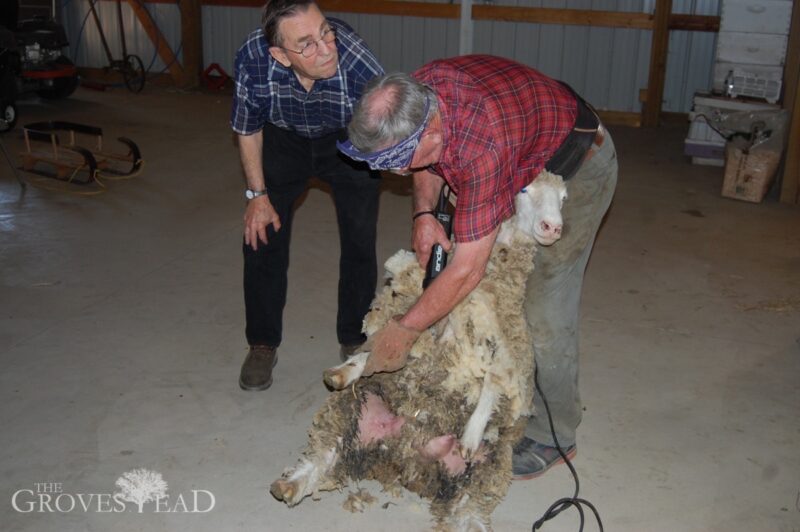 Shearing the sheep with Lloyd and Gary