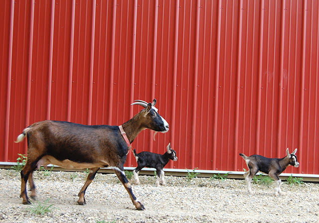 Goat with baby kids