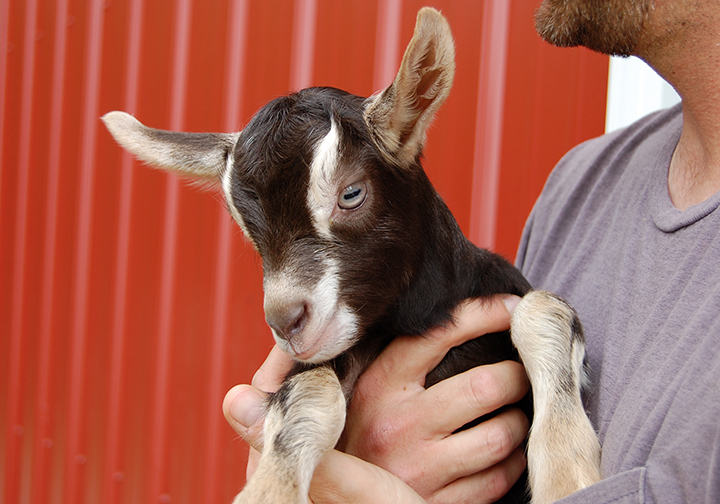 Baby goat up close
