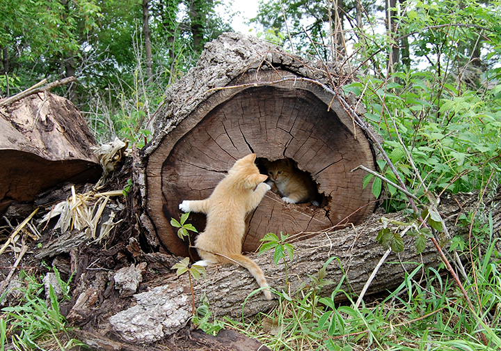 Kittens still playing