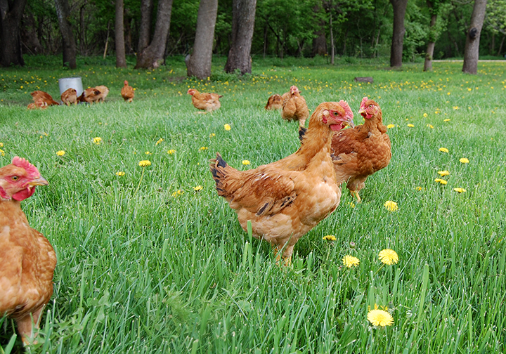 Pastured chickens