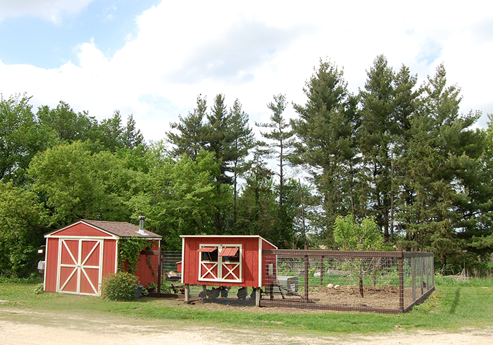 Chicken yard new fence