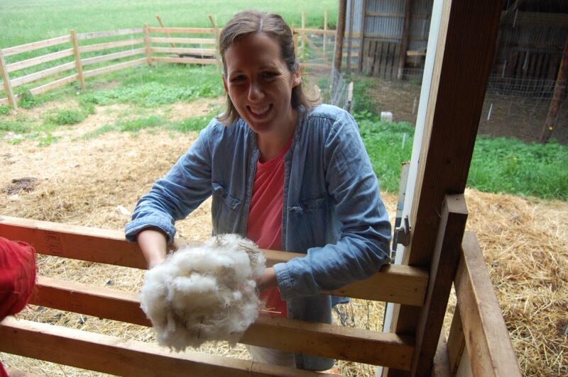 Shearing the sheep