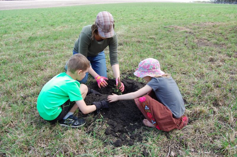 Planting future christmas trees