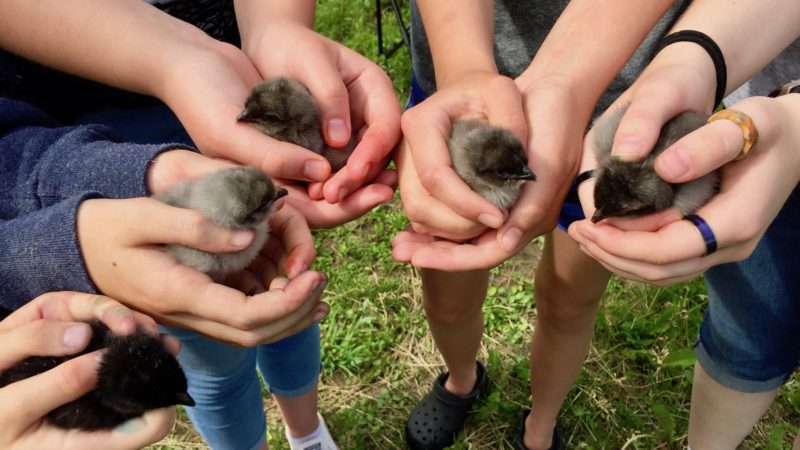 Baby chicks hatched