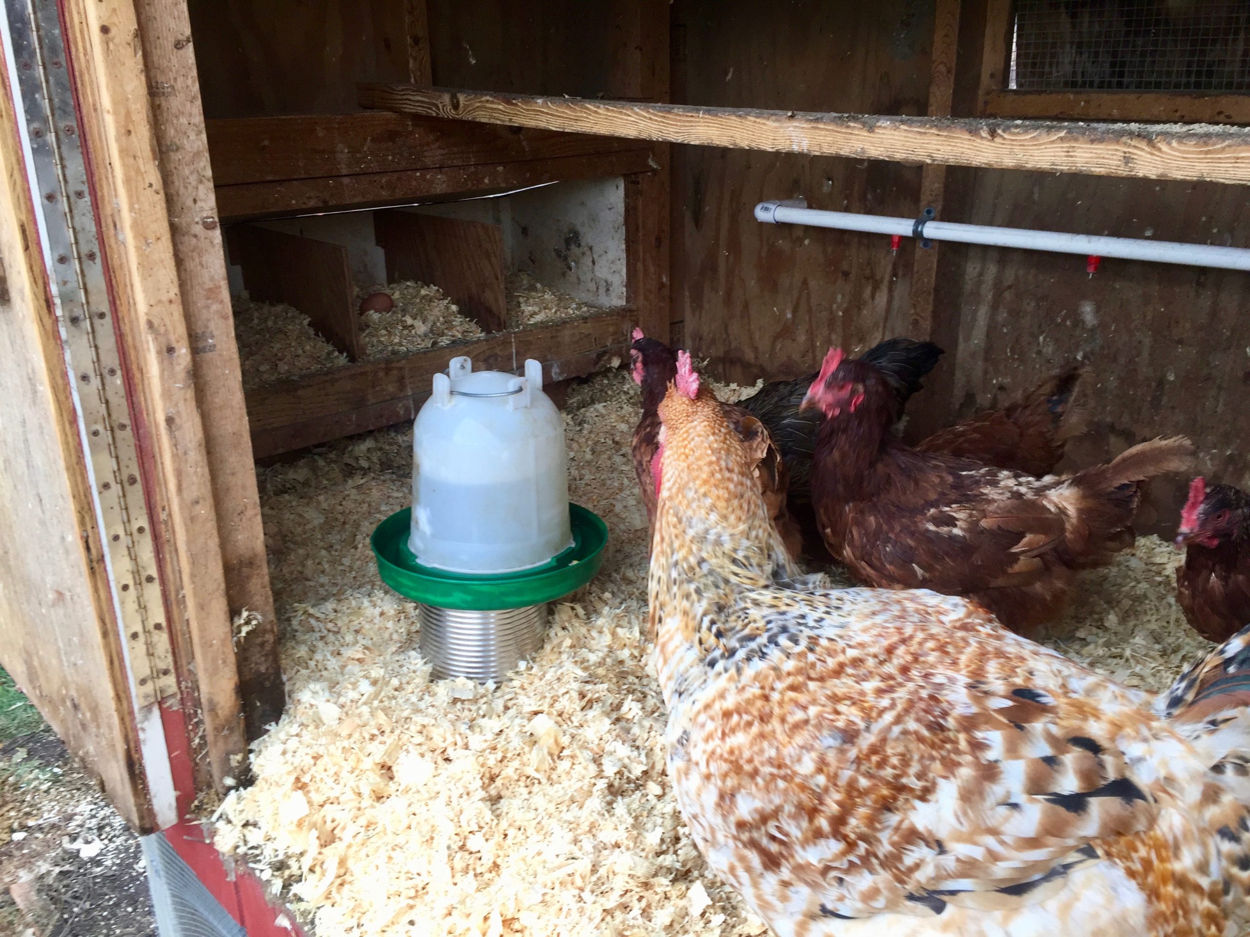 Winter-Proof Chicken Waterer – The Grovestead