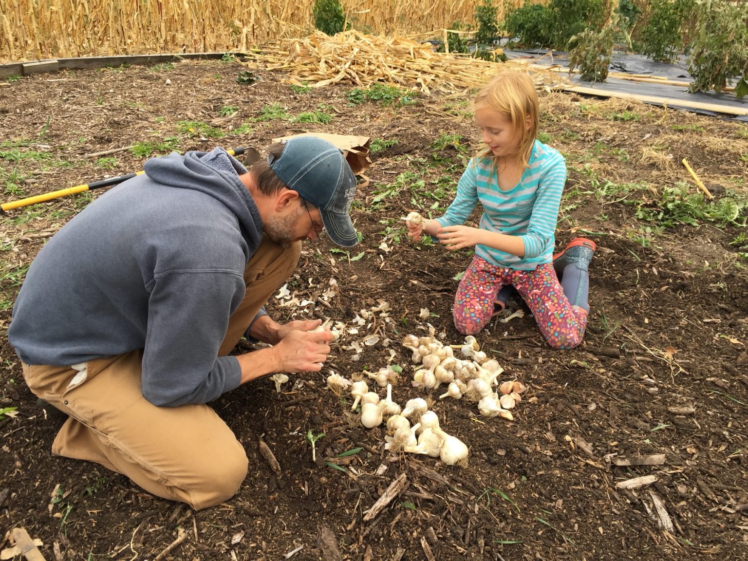 Back To Eden No Till Garden Revisited The Grovestead